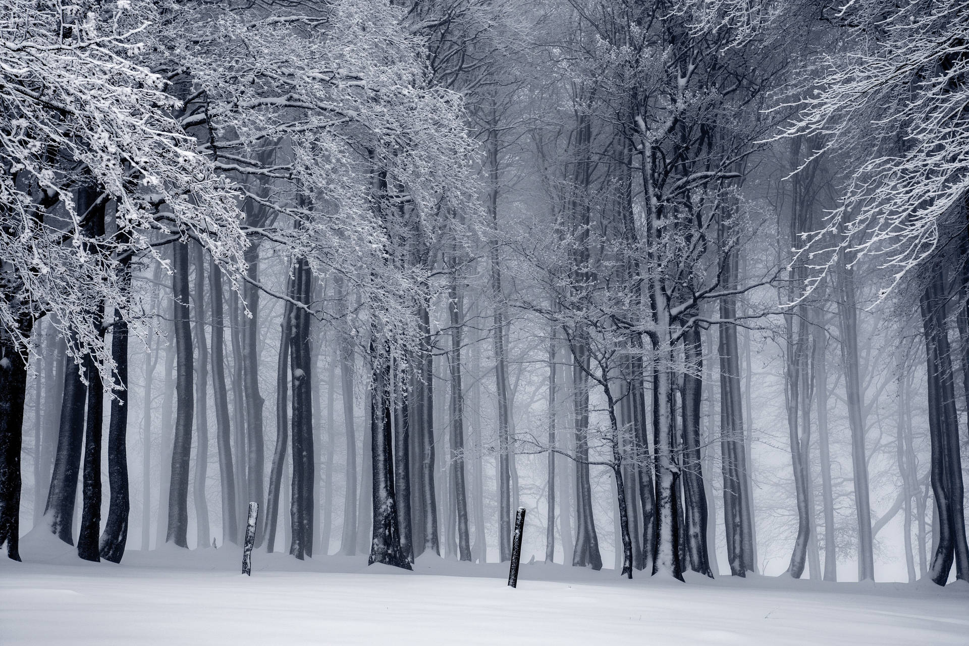 Cool Winter Frosty Forest Background