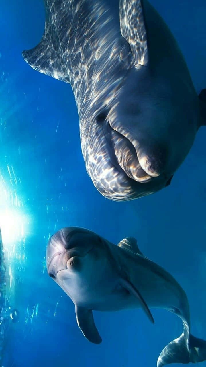 Cool Young Adult Dolphins Background