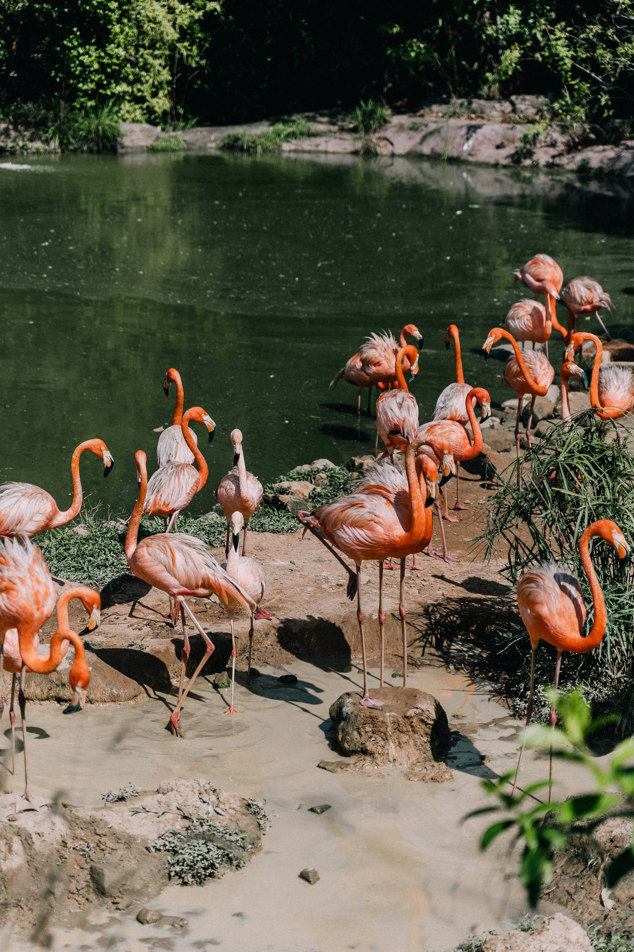 Coolest Iphone Flamingo Background