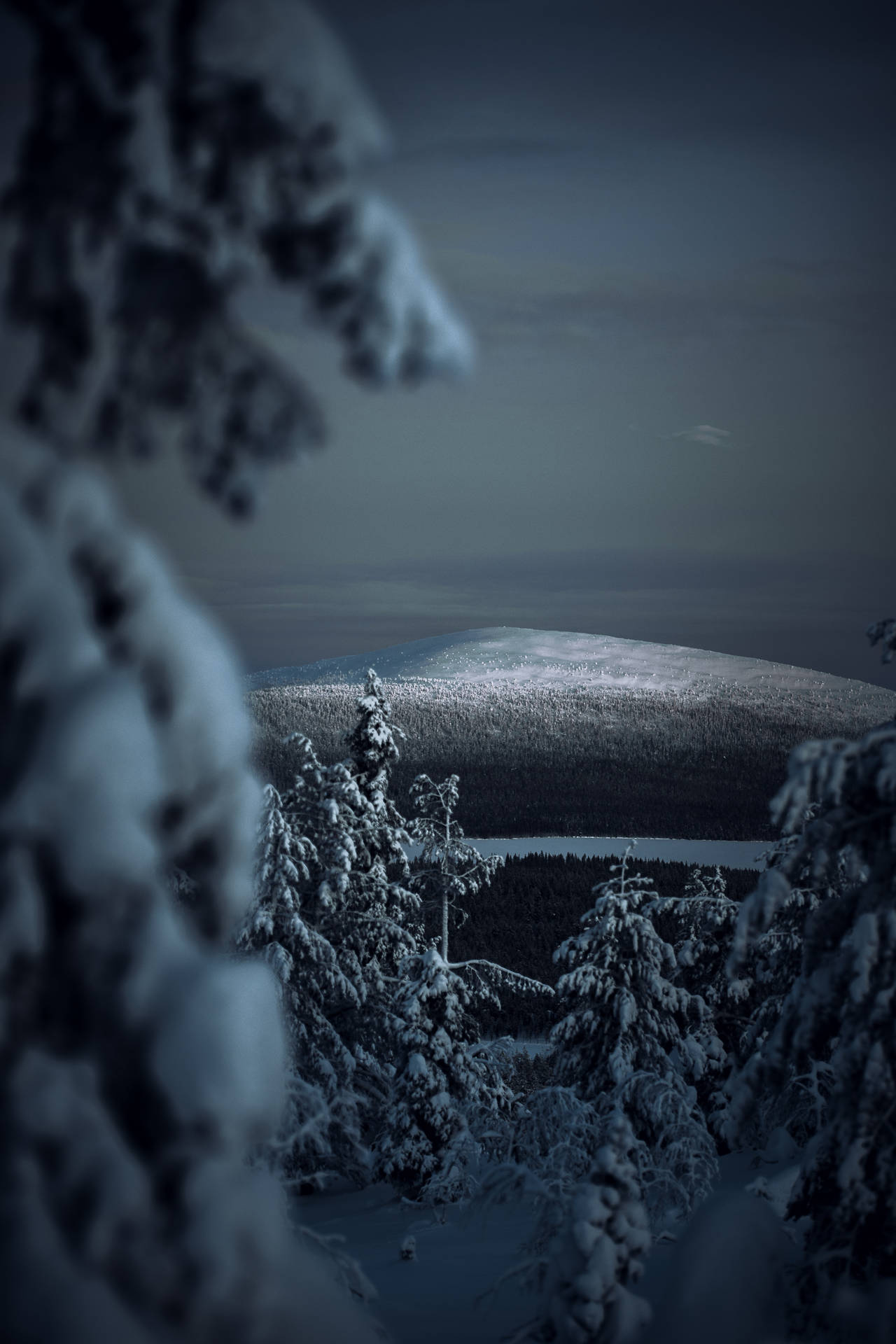 Coolest Iphone Frozen Forest