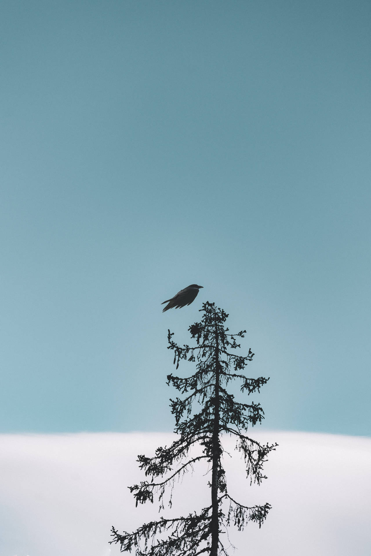 Coolest Iphone Small Black Bird Background