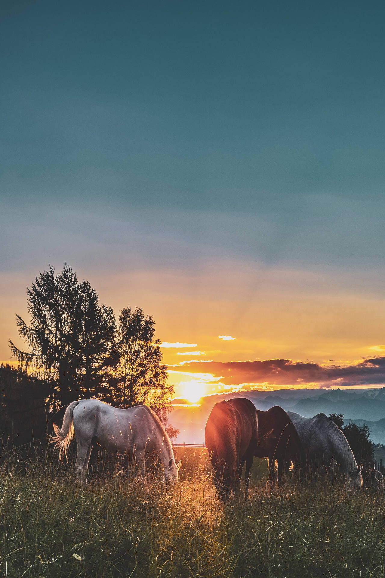 Coolest Iphone Sunset And Horses Background
