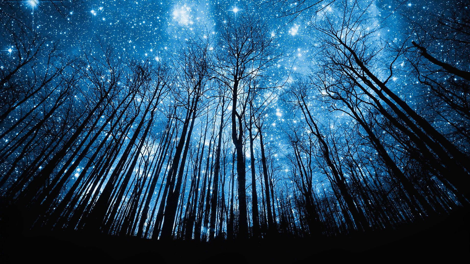 Coolest Starry Silhouette Forest Background