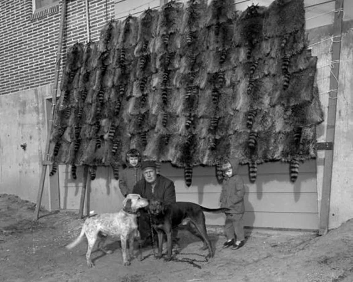 Coon Hunting Black And White Merchant Background
