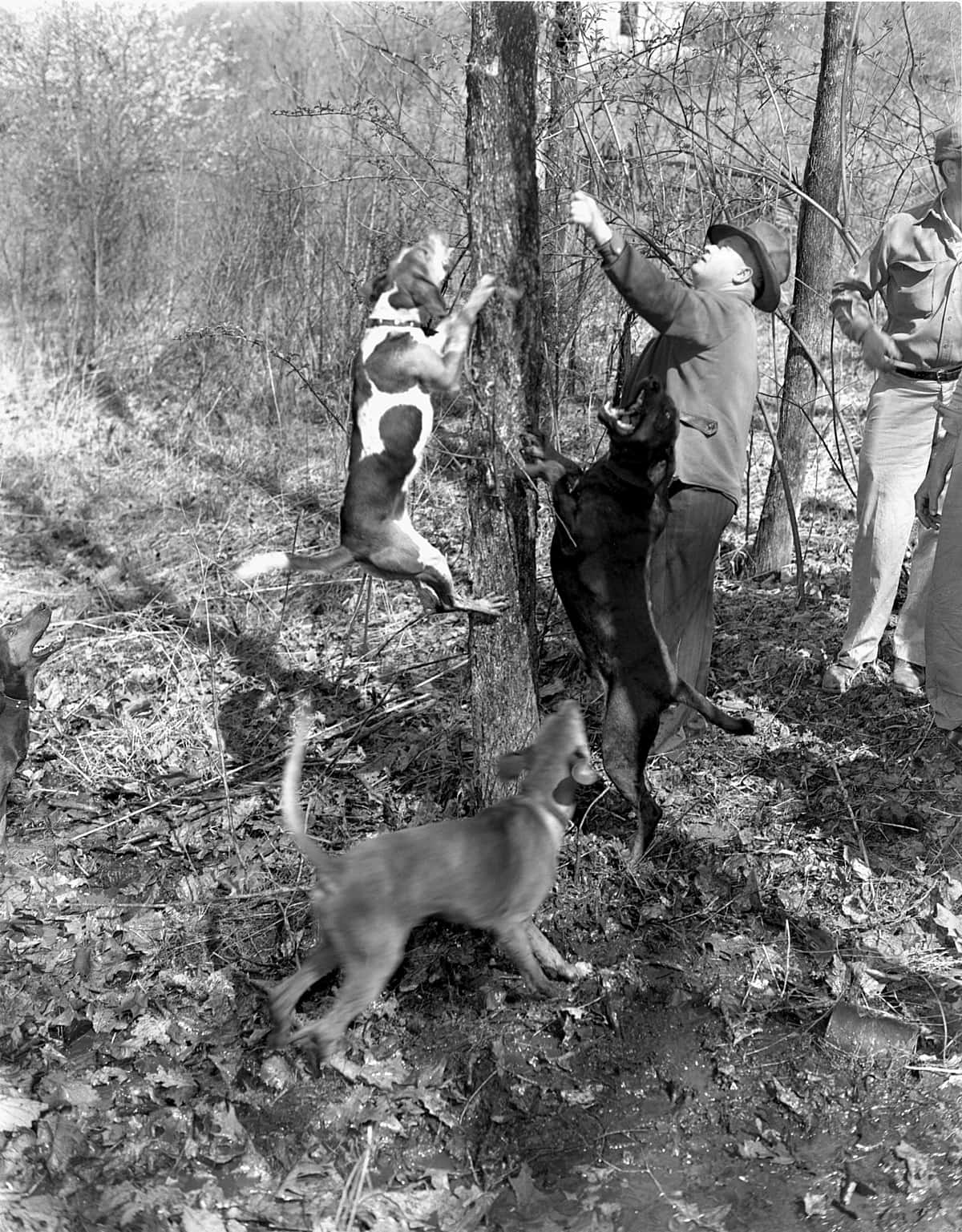 Coon Hunting Dogs Treeing Prey Background