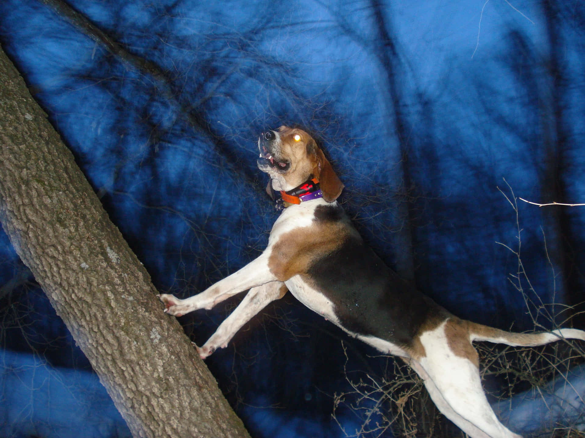 Coonhound_ Treeing_at_ Night.jpg Background