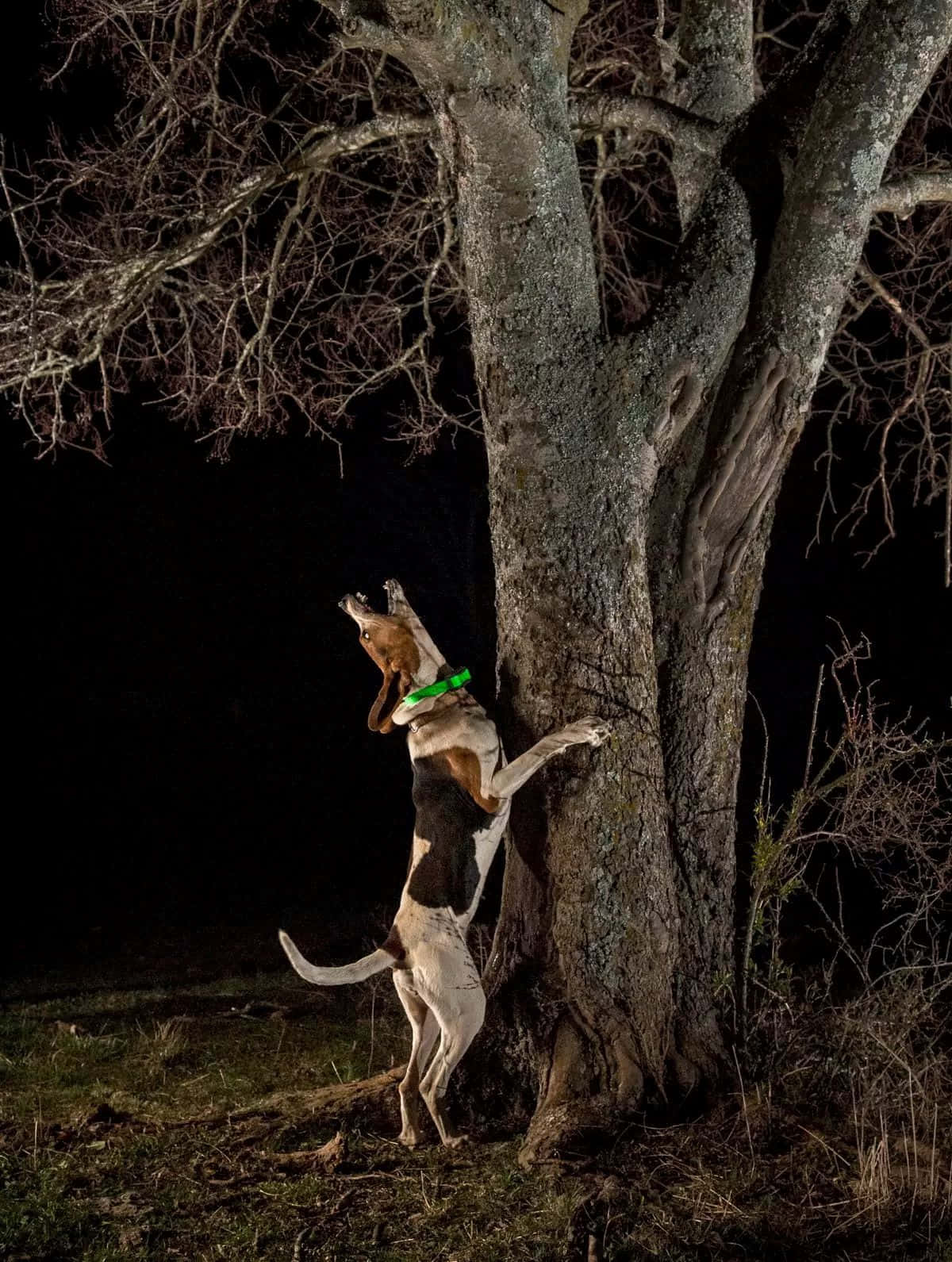 Coonhound_ Treeing_at_ Night.jpg