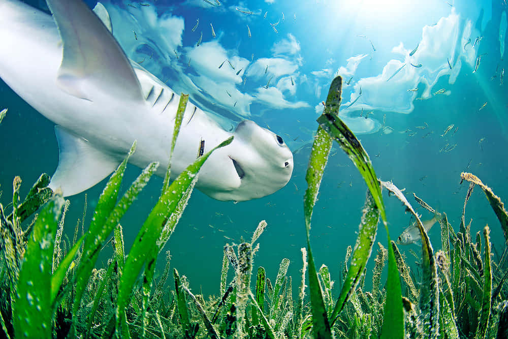 Copious Seabed Background