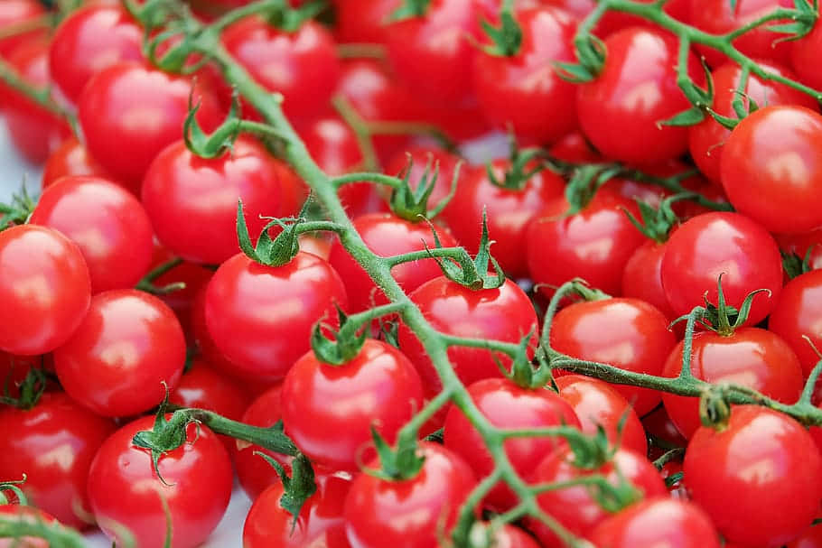 Copious Tomato Harvest Background