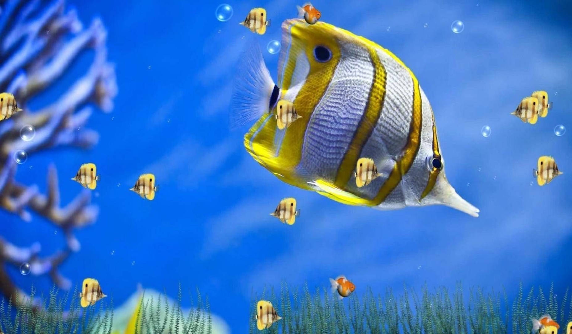 Copperband Butterfly Fish 3d Animation Background