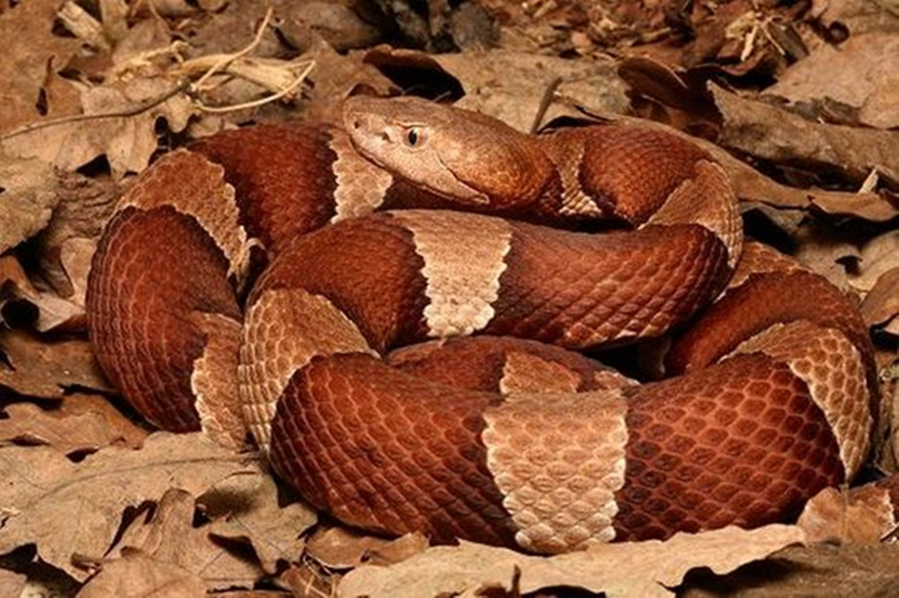 Copperhead Broad-banded Snake Species