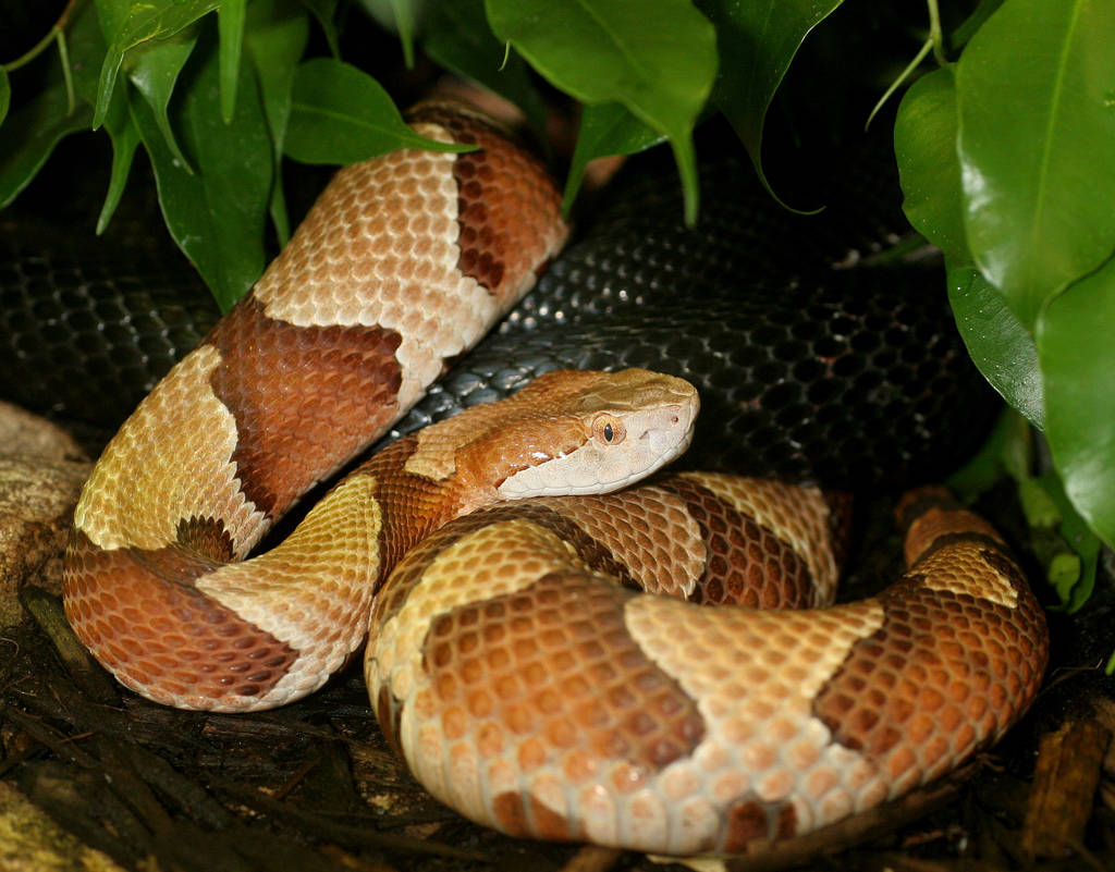 Copperhead Coiled On A Tree Background