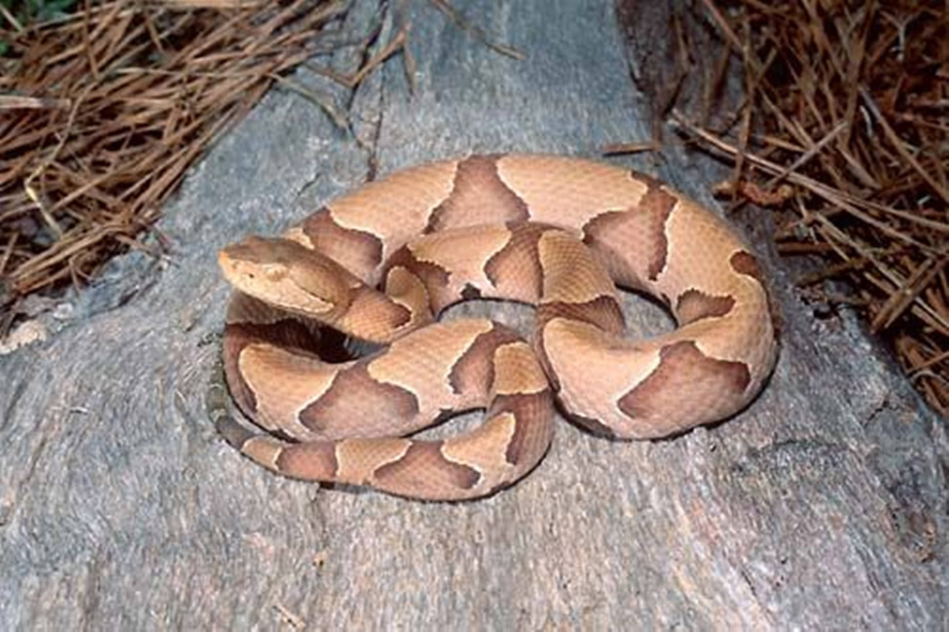 Copperhead Eastern Venomous Viper Background