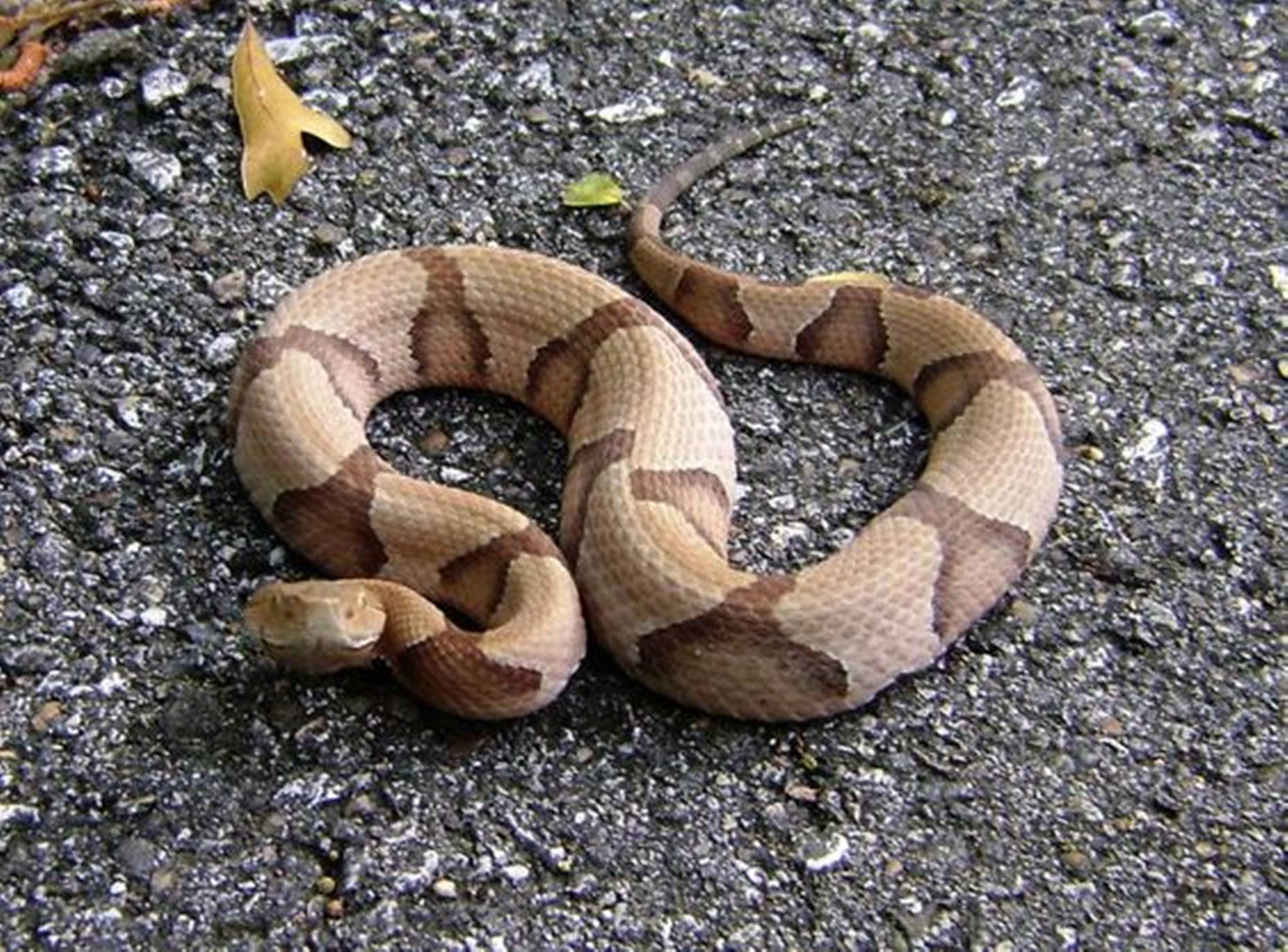 Copperhead In A Striking Coil Posture