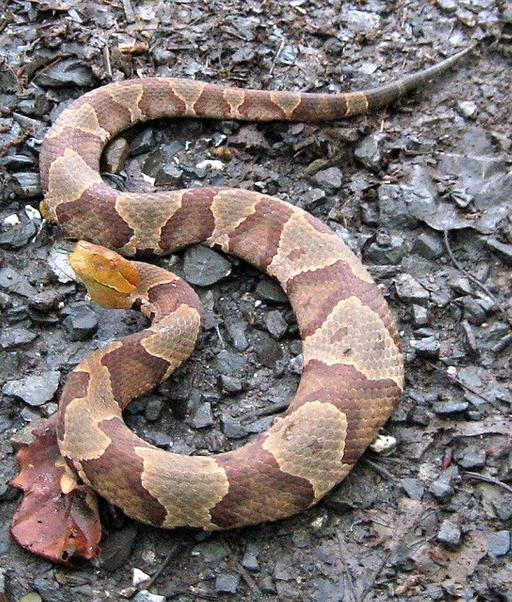 Copperhead On A Muddy Forest Ground Background