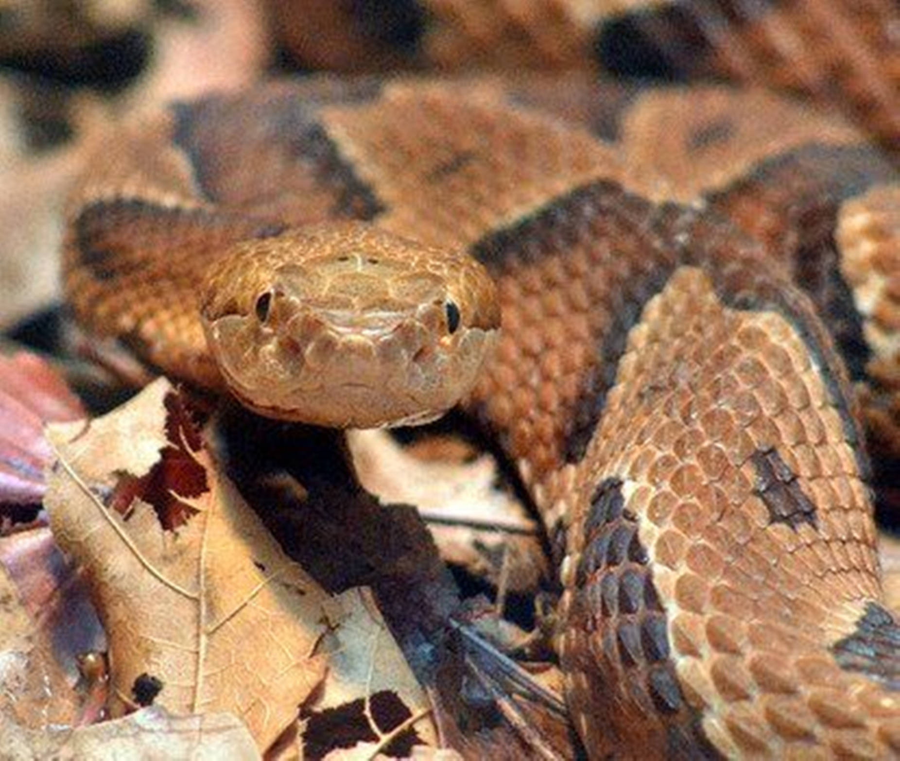 Copperhead On A Pile Of Leaves Background