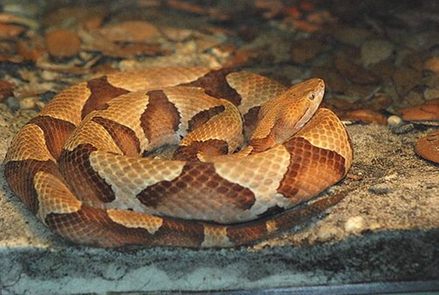 Copperhead Osage Pit Viper Species Background