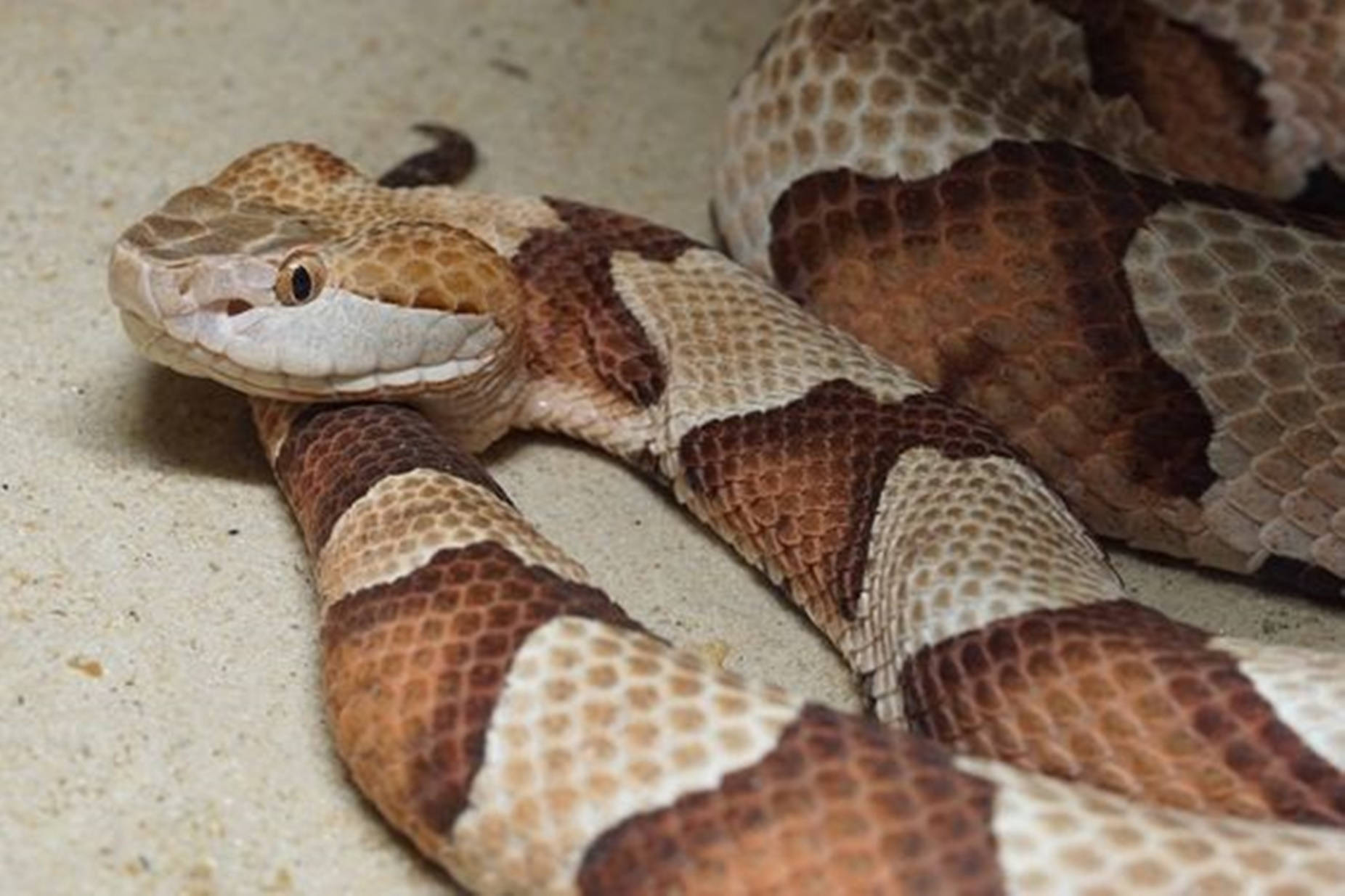 Copperhead Pit Viper With Venom Background