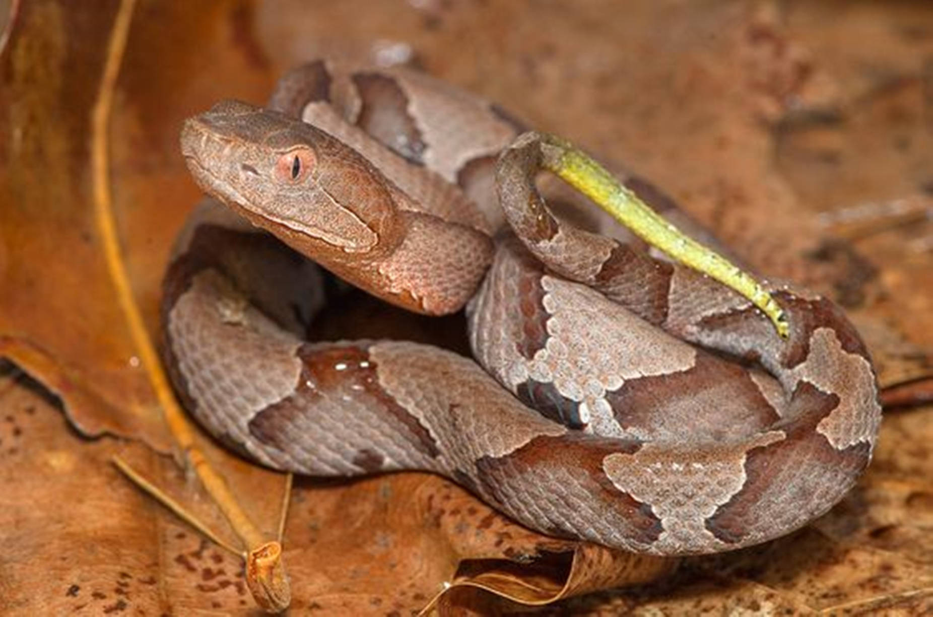 Copperhead's Luring Yellow Tail Background