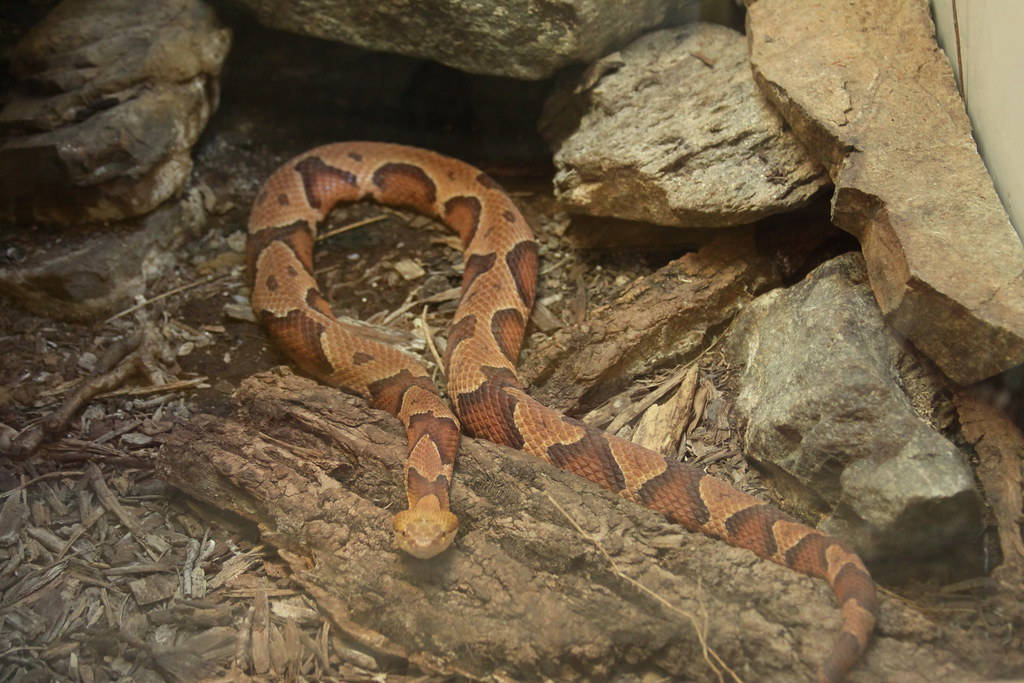 Copperhead Slithering On A Rocky Undergrowth