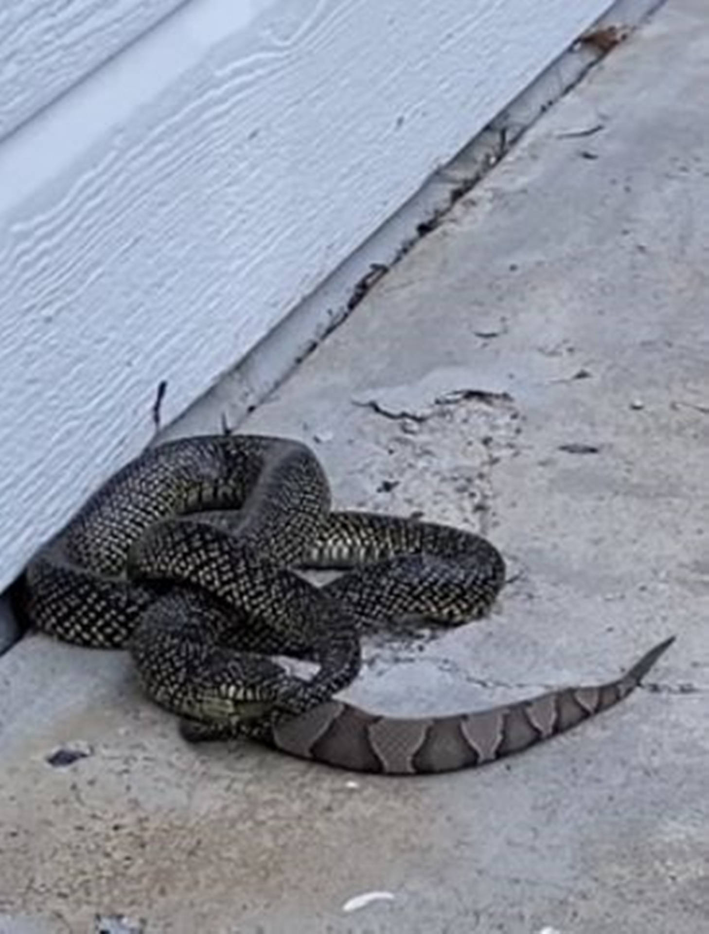 Copperhead Snake And Speckled Kingsnake