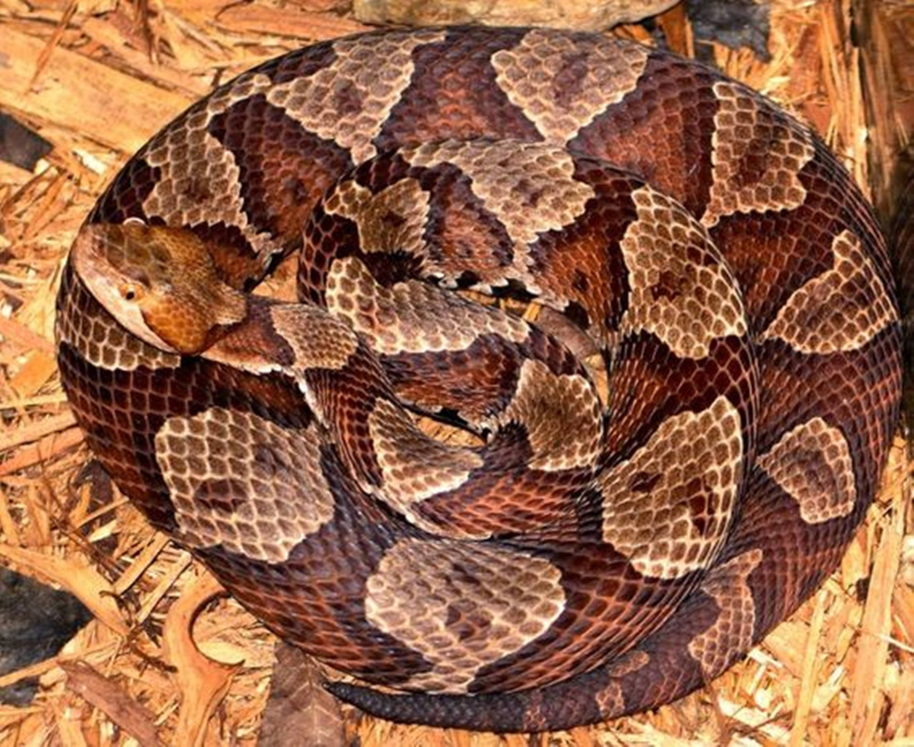 Copperhead Snake Coiled Into A Ball Background