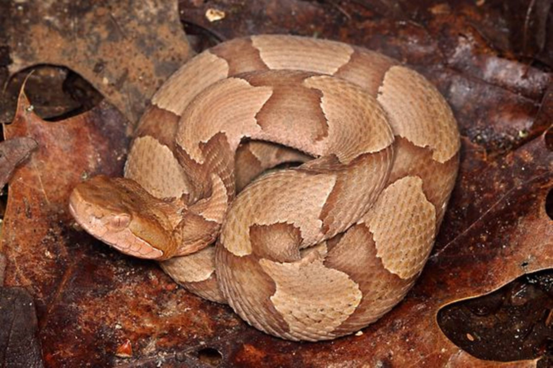 Copperhead Snake Coiled On A Leaf Background