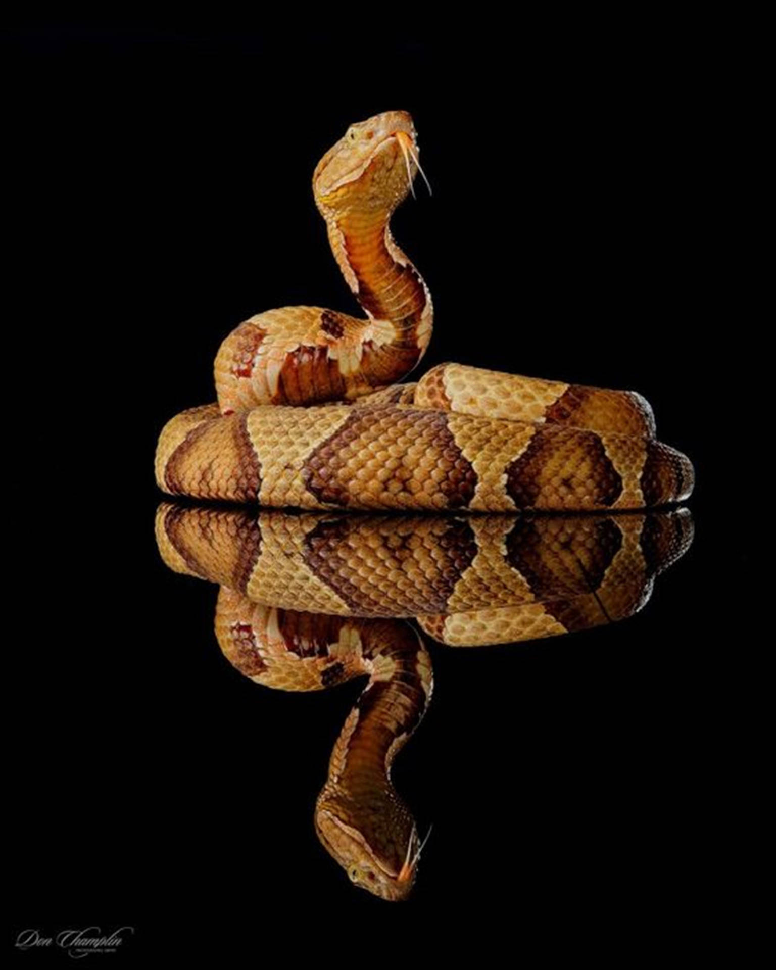 Copperhead Snake Flicking Its Forked Tongue Background