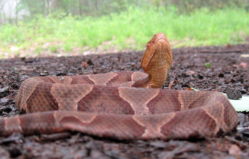 Copperhead Snake On The Ground Background