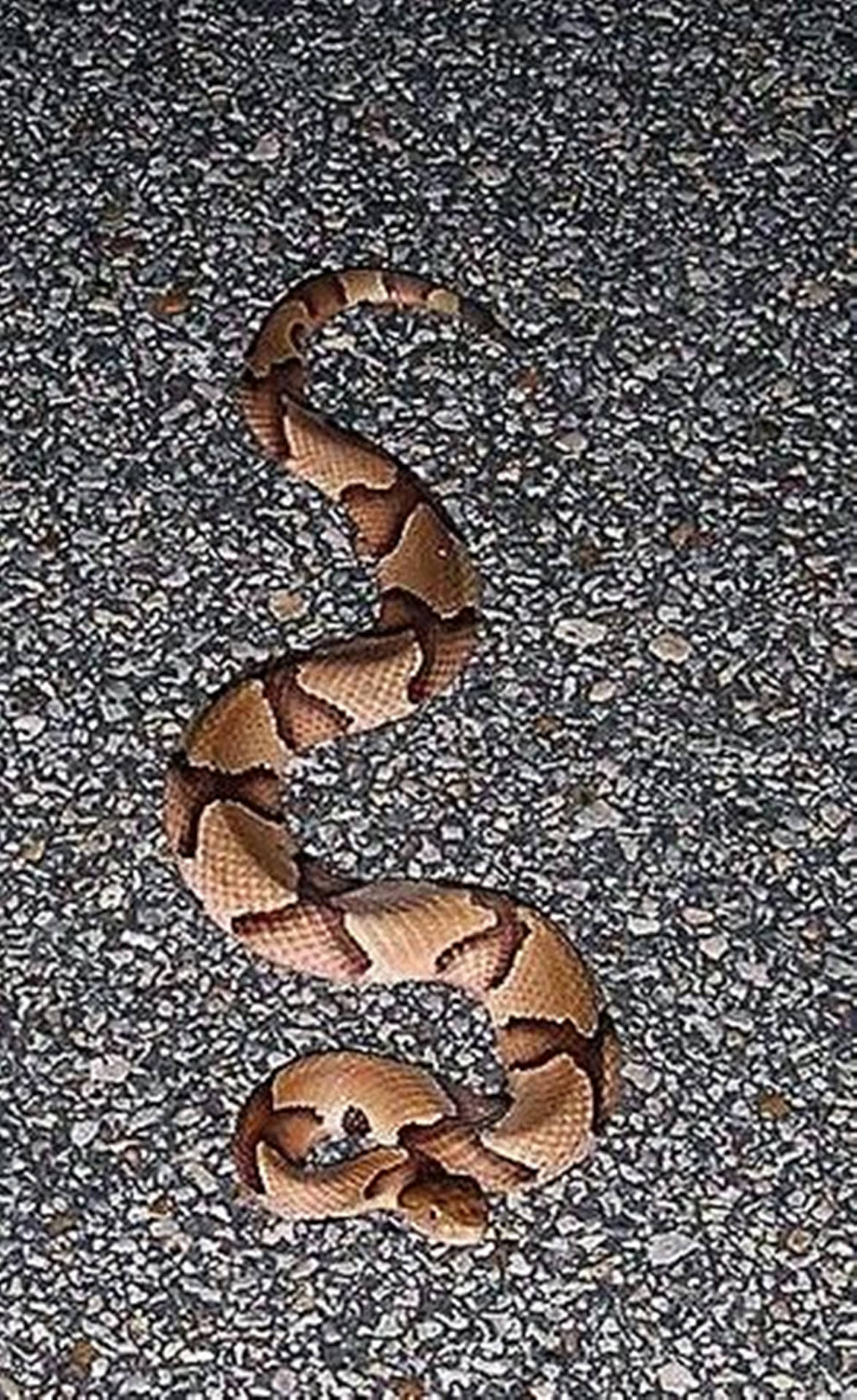 Copperhead Snake Slithering On Gravel Background