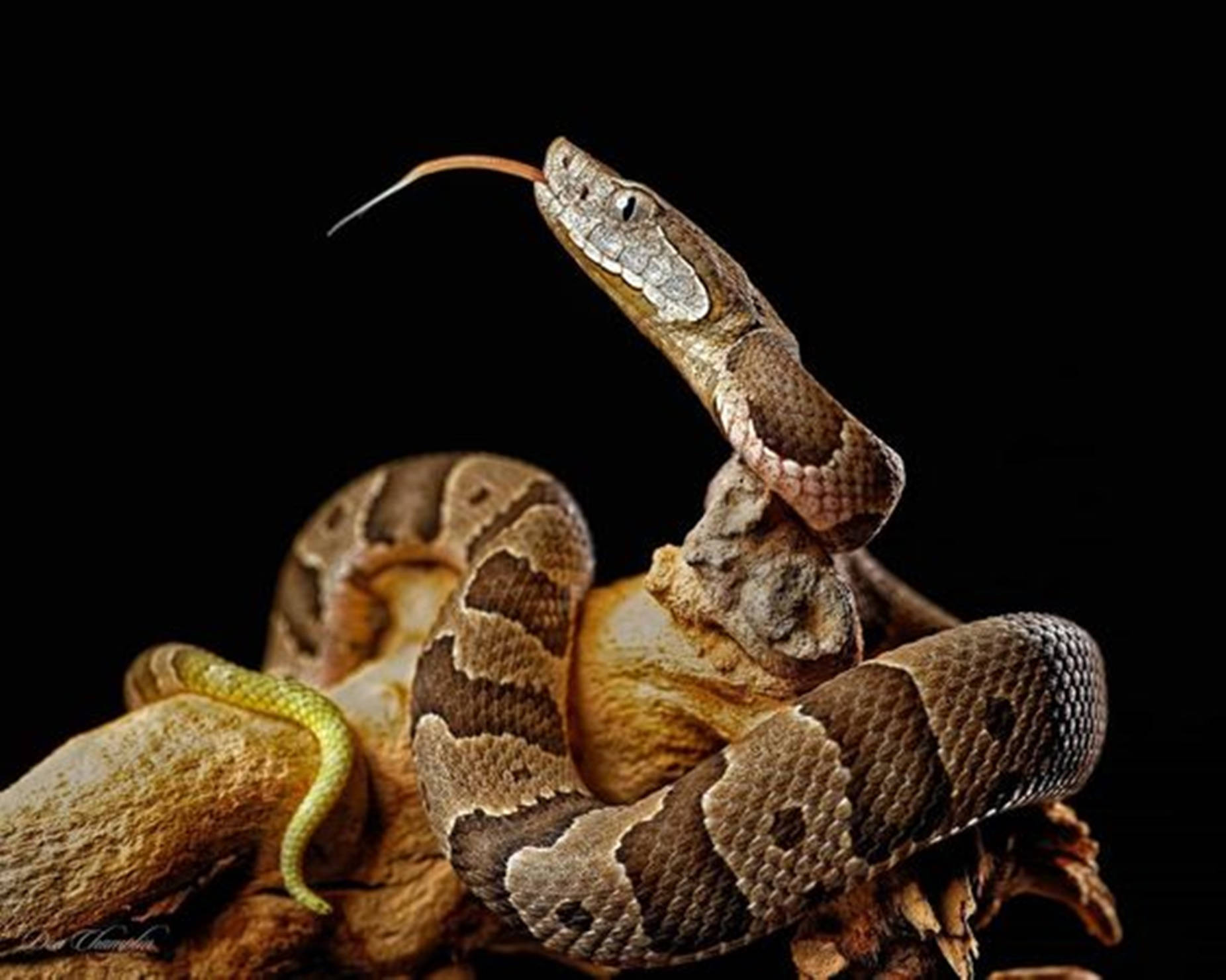 Copperhead Snake With A Flicking Tongue Background