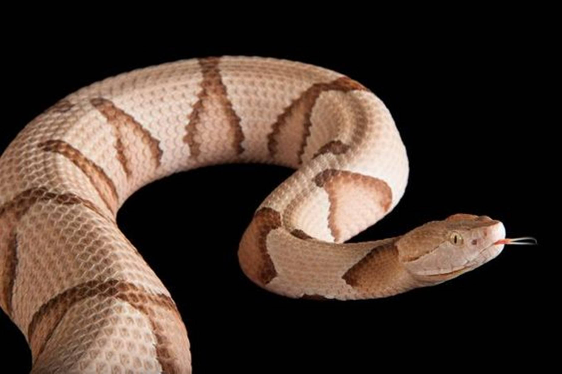 Copperhead Snake With Beige-colored Scales Background