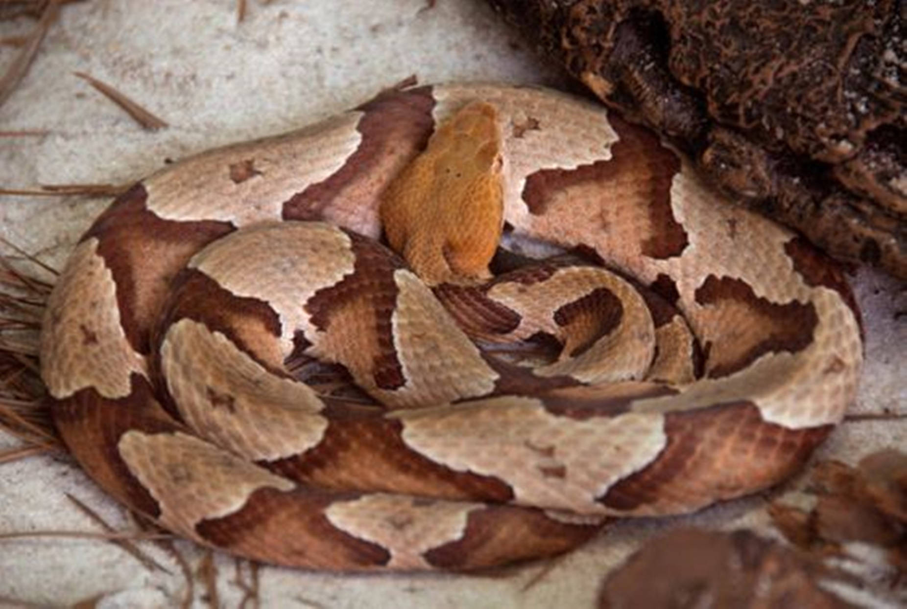 Copperhead Snake With Coiled Brown Body