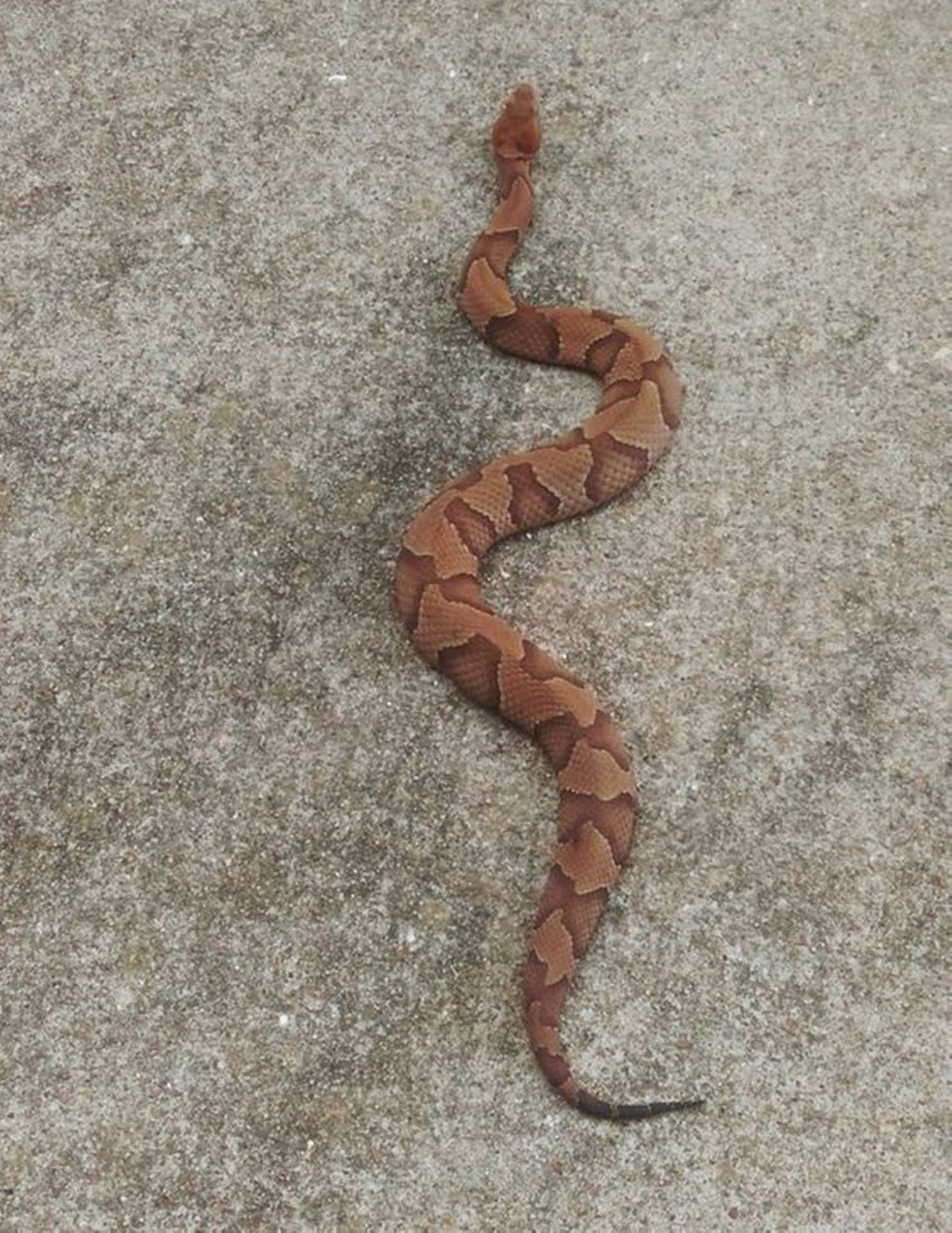 Copperhead Snake With Patterned Scales Background