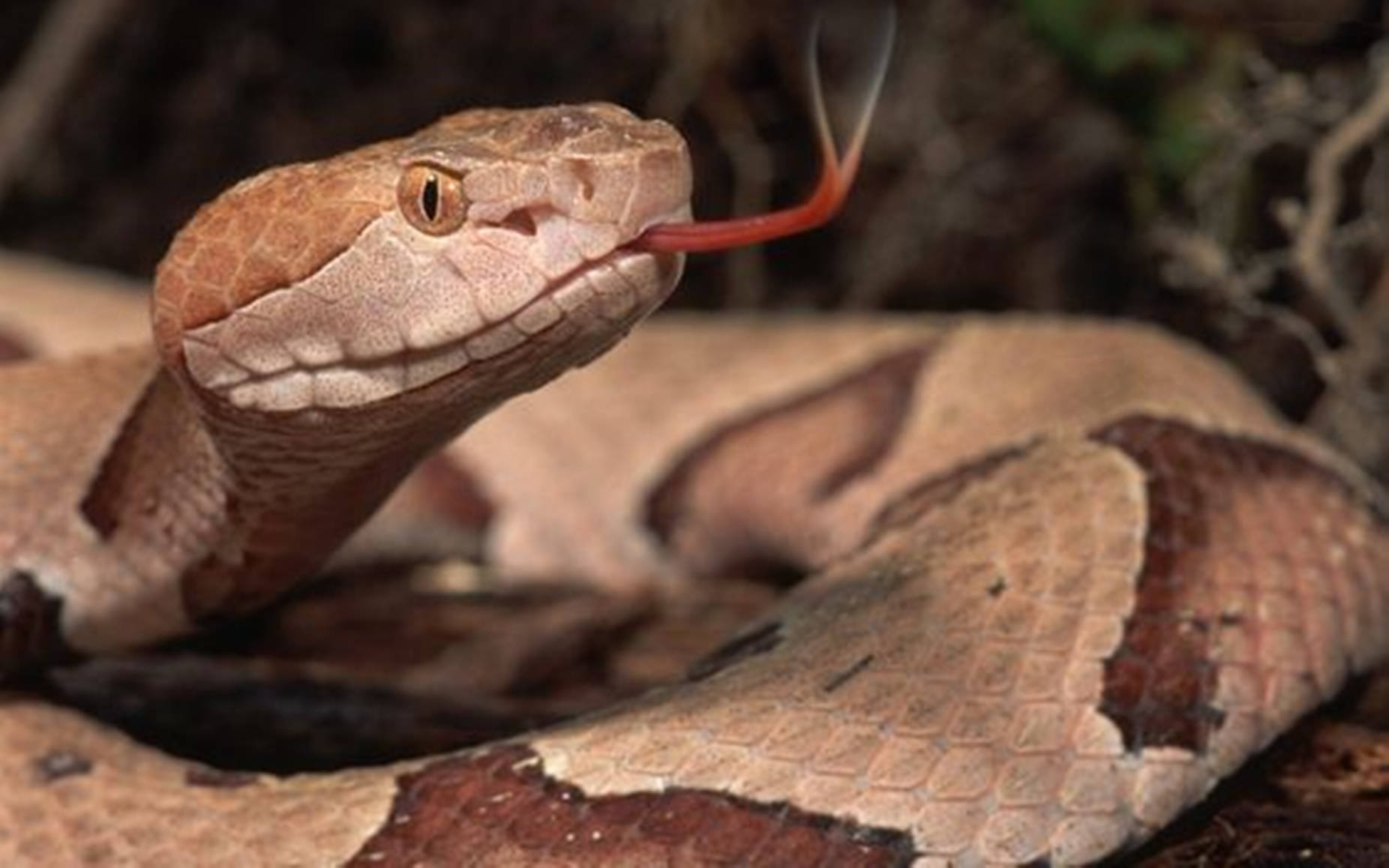 Copperhead Snake With Red Tongue