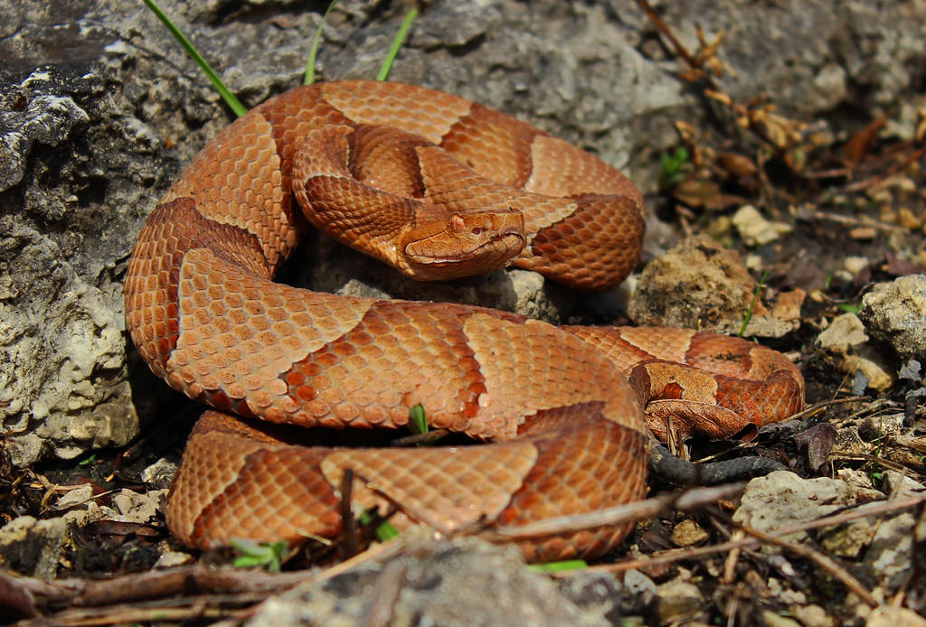 Copperhead Snake With Russet-brown Scales