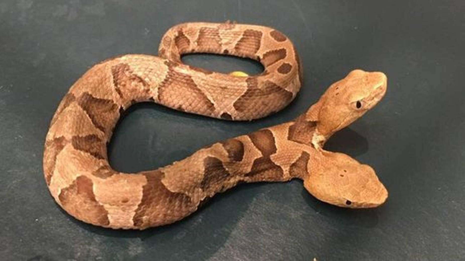 Copperhead Snake With Two Heads Background