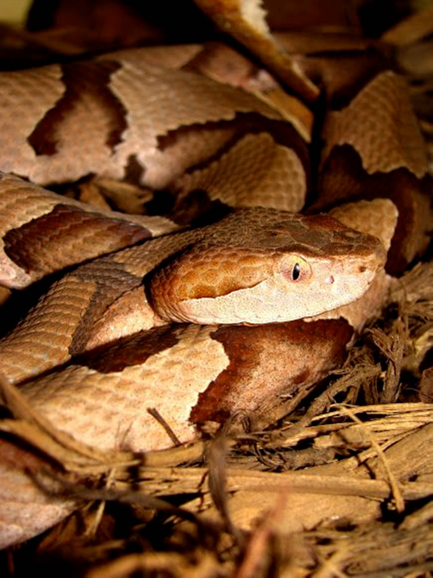 Copperhead Snake With Vertical-slit Eyes Background