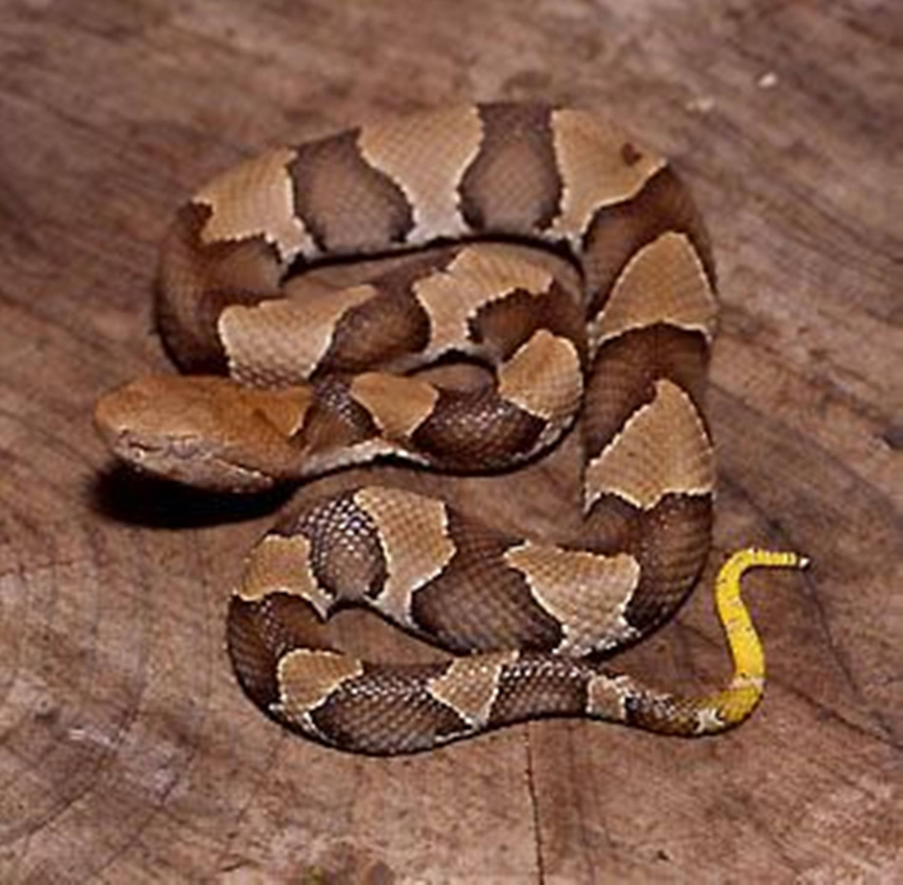 Copperhead Snake With Yellow Tail Background