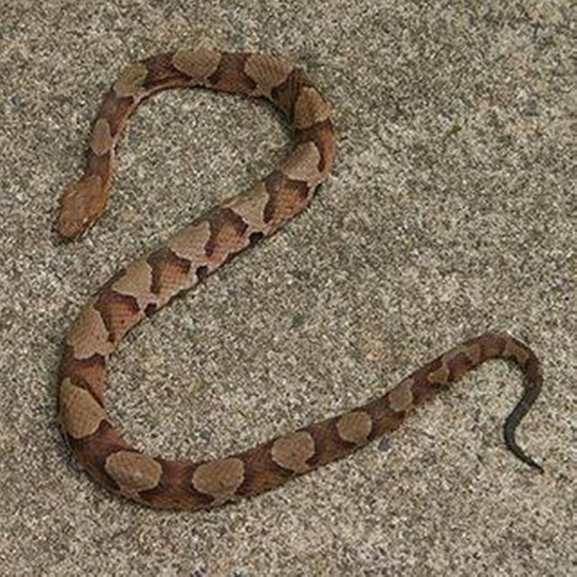 Copperhead Venomous Pit Viper