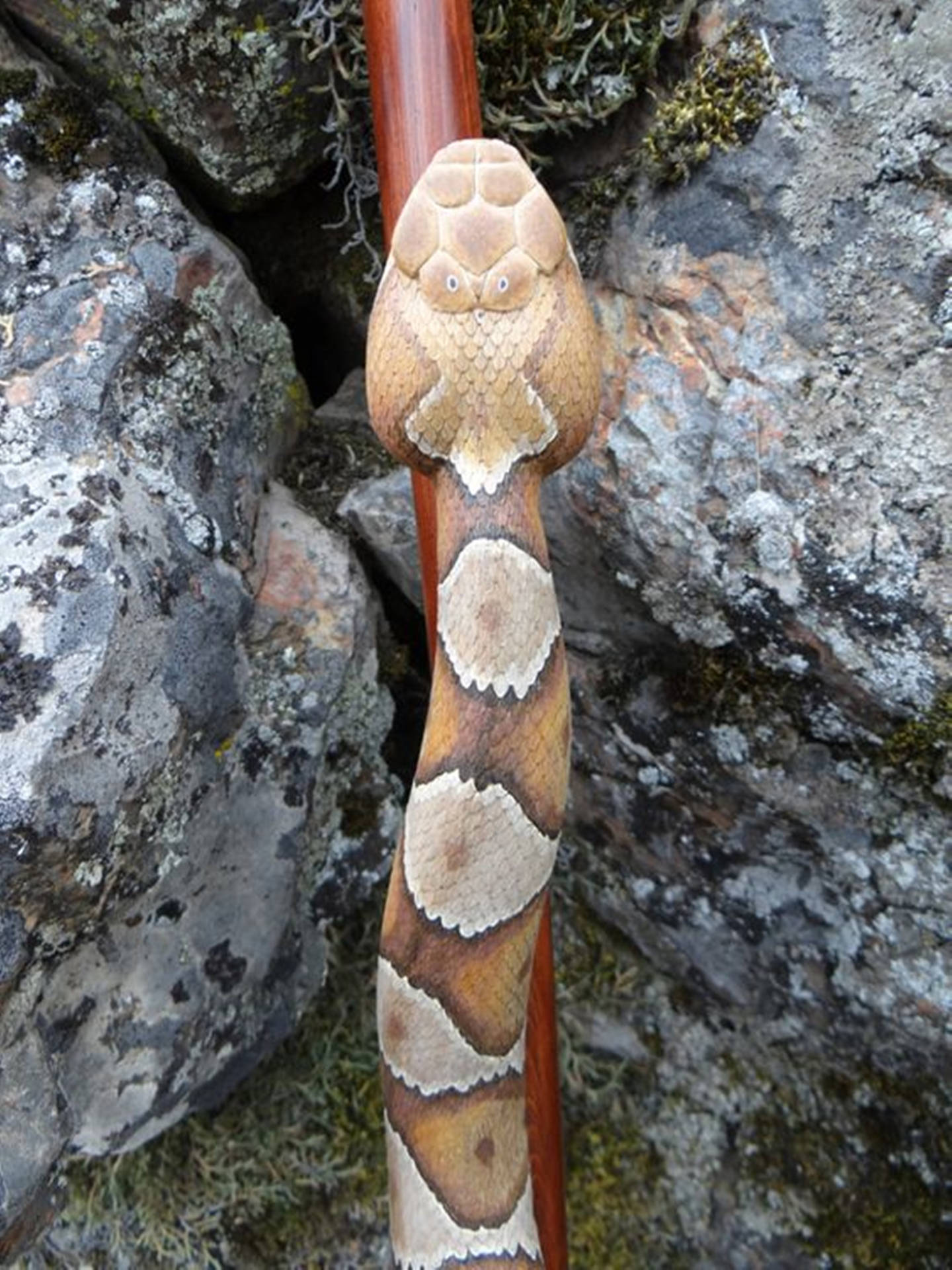 Copperhead Venomous Snake Background