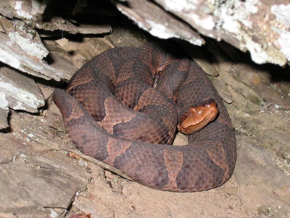 Copperhead Viper In A Cave Background