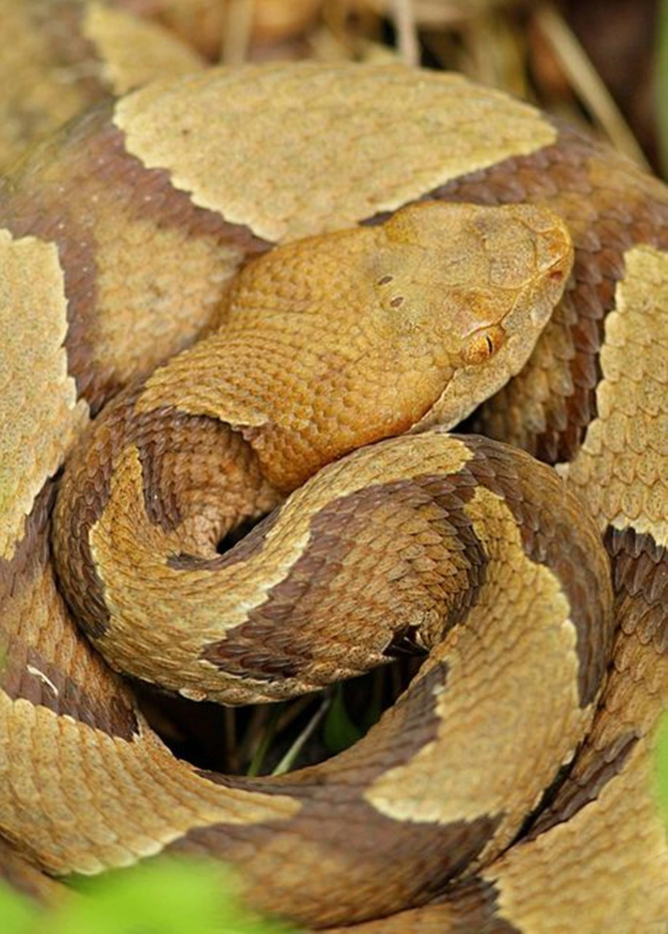 Copperhead With Diamond-shaped Head Background