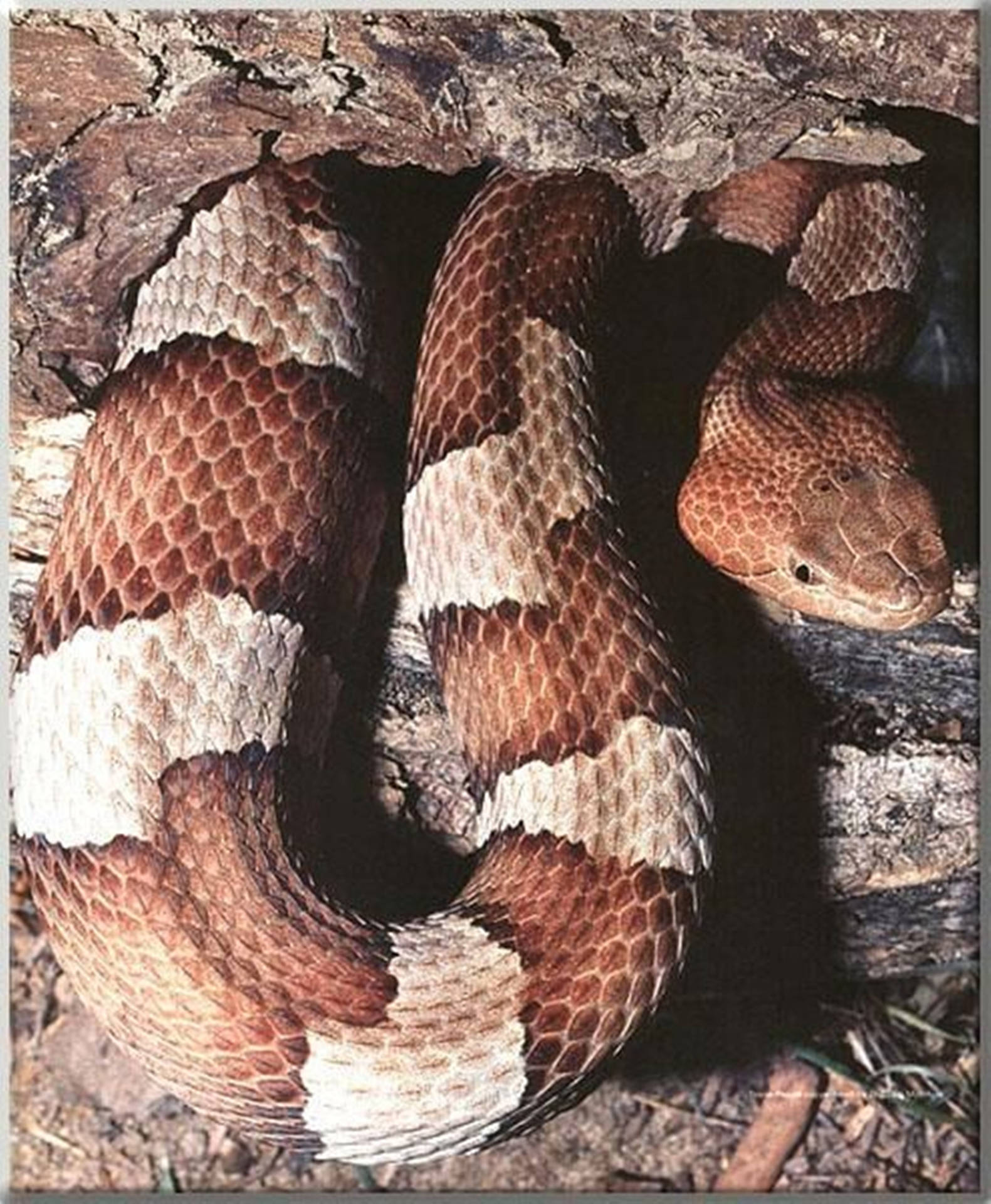 Copperhead With Diamond-shaped Scales Background