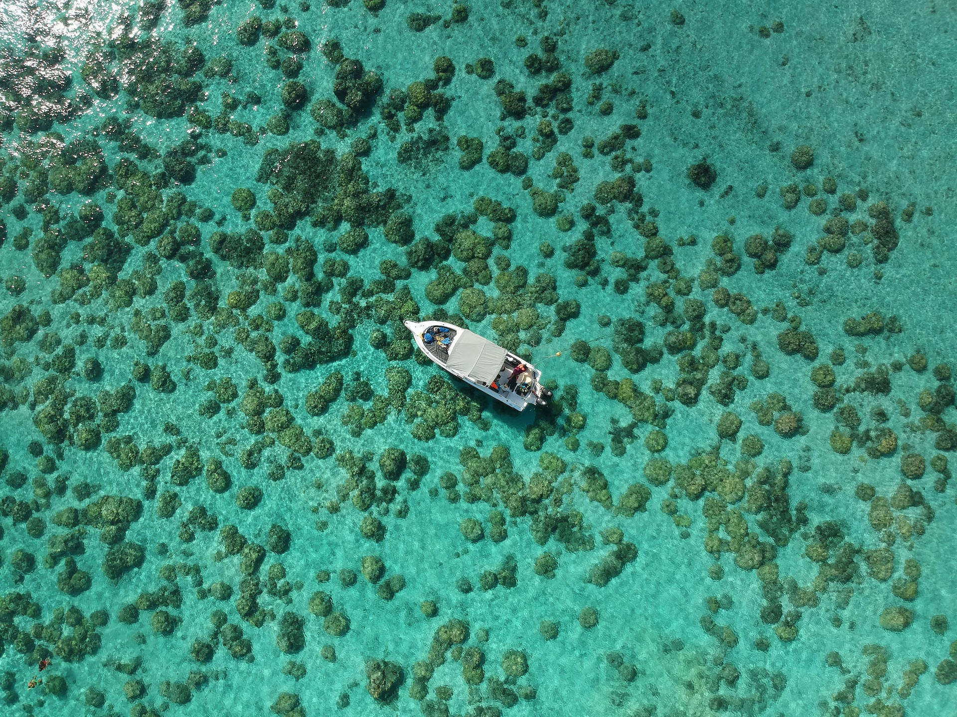 Coral Boat Background