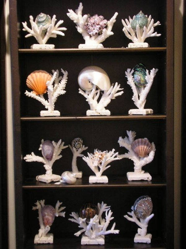 Coral Display