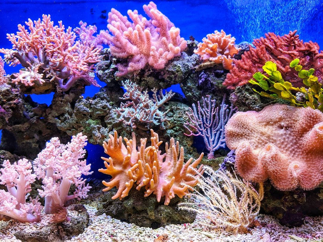 Coral Formation