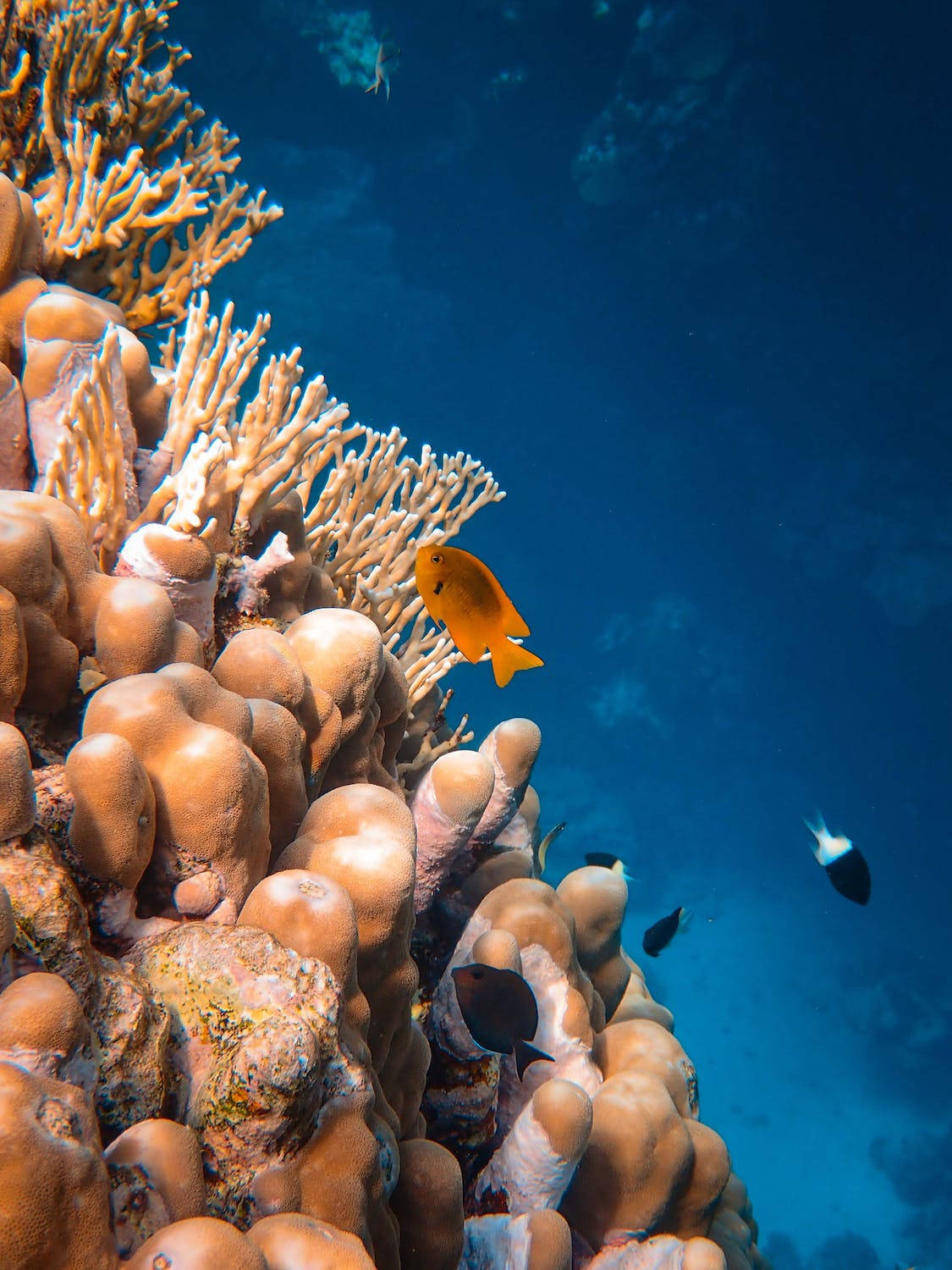 Coral Orange And White Background