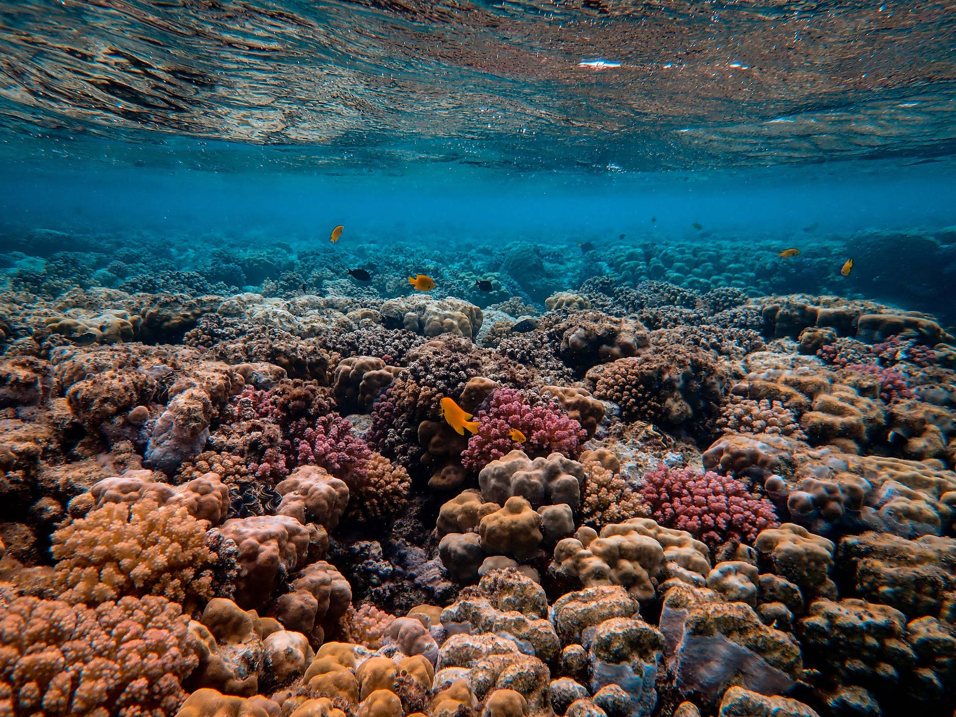 Coral Reef Background