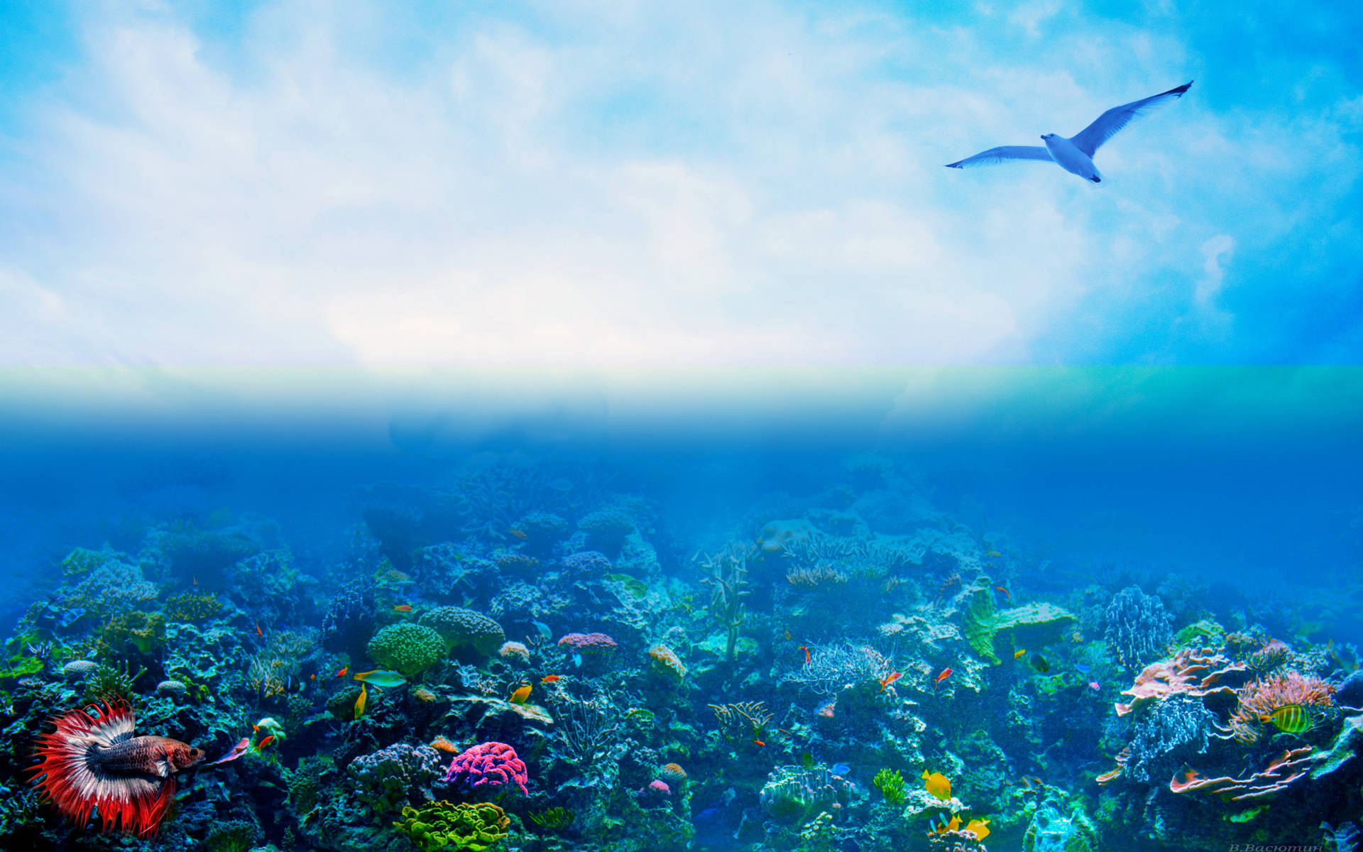 Coral Reef And Gull Background